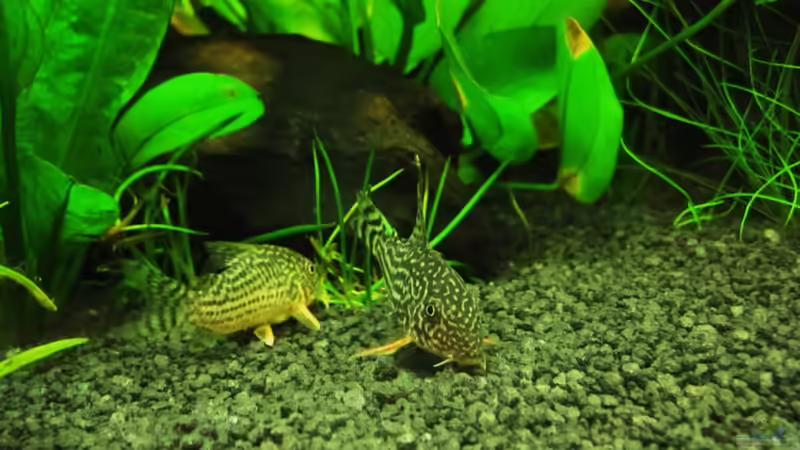 Besatz im Aquarium Becken 18610 von Itsokay Matthäus (18)