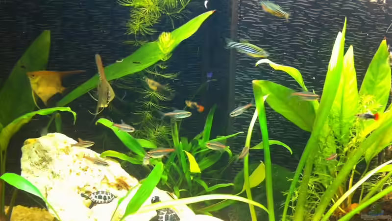 Besatz im Aquarium Becken 18689 von Artur Hoffmann (6)