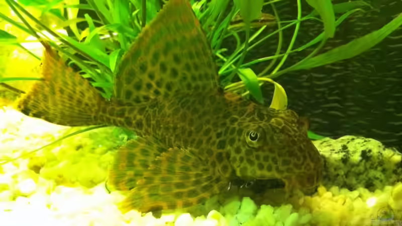 Besatz im Aquarium Becken 18689 von Artur Hoffmann (7)