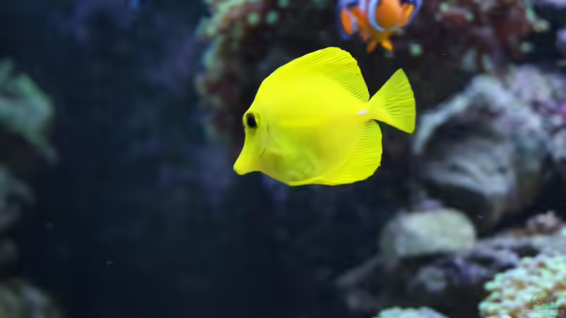 Besatz im Aquarium Becken 18696 von Nino Rippert (6)