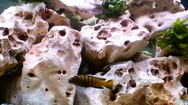 Besatz im Aquarium Becken 187 von Sandro Gäbler (7)