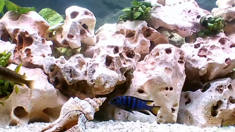 Besatz im Aquarium Becken 187 von Sandro Gäbler (9)