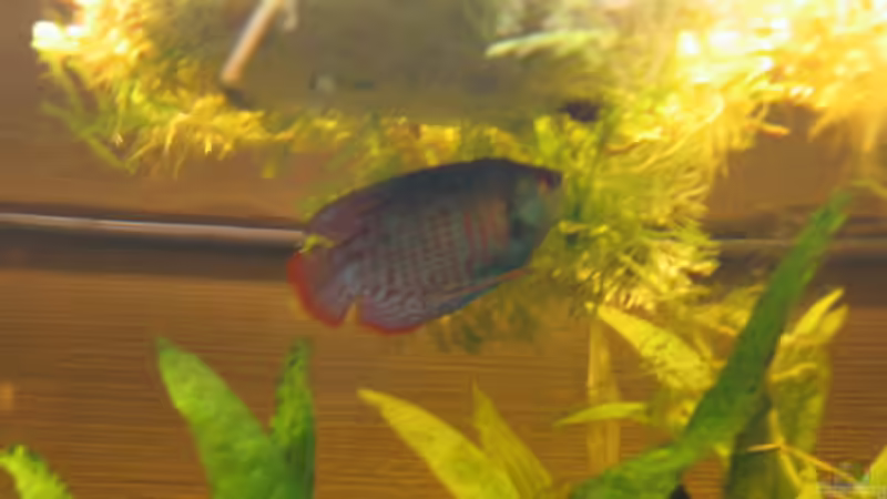 Besatz im Aquarium Becken 1870 von Sven Kliche (13)