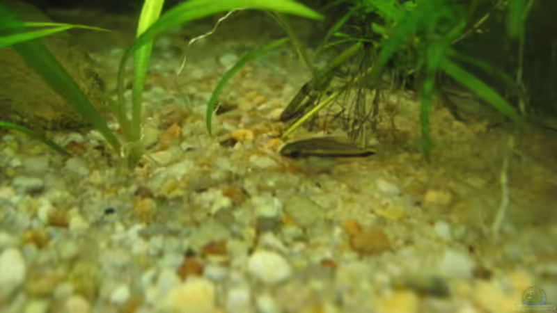 Besatz im Aquarium Becken 1870 von Sven Kliche (18)