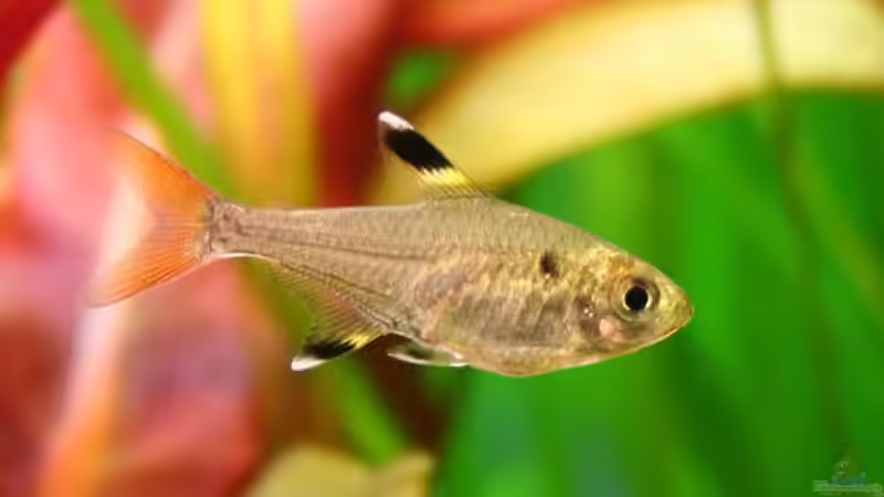 Besatz im Aquarium Becken 18770 von Tom G. (13)