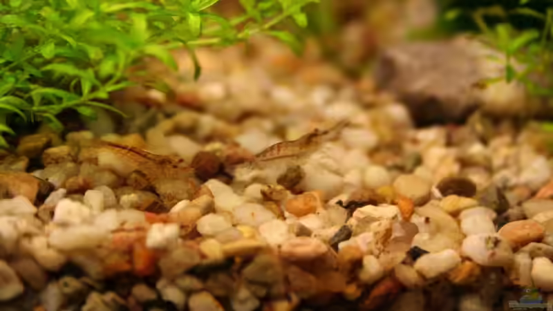 Besatz im Aquarium Becken 18770 von Tom G. (19)