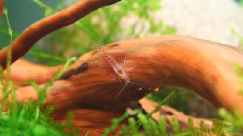 Besatz im Aquarium Becken 18770 von Tom G. (20)