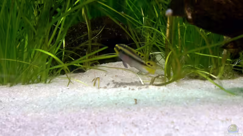 Besatz im Aquarium Becken 18775 von Norbert (6)