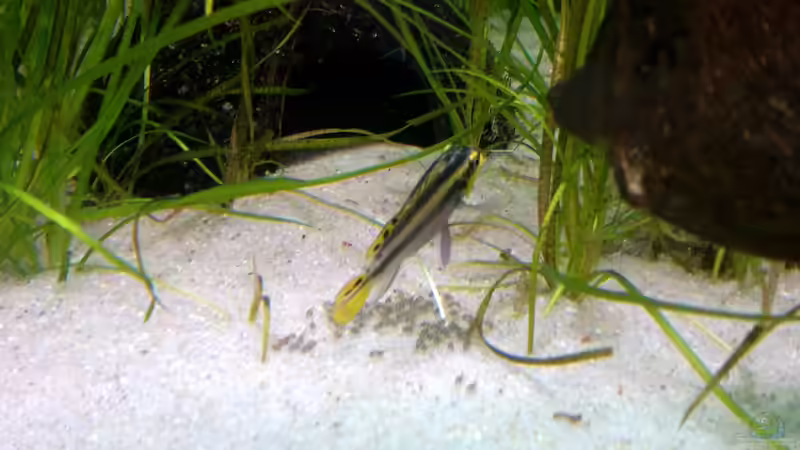 Besatz im Aquarium Becken 18775 von Norbert (7)