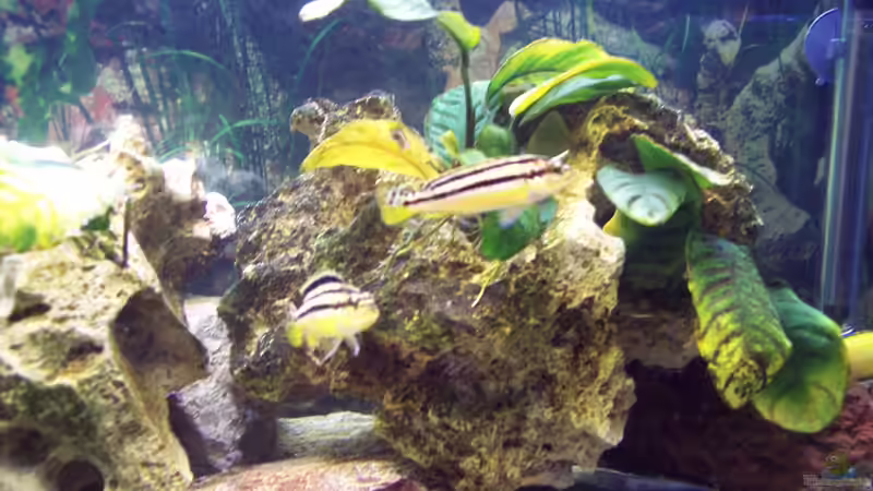 Besatz im Aquarium Becken 1878 von Thomas Schmitt (10)