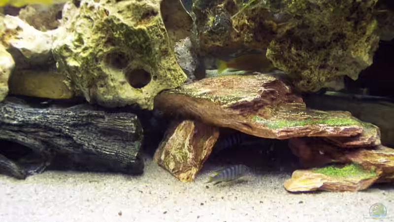 Besatz im Aquarium Becken 1878 von Thomas Schmitt (11)