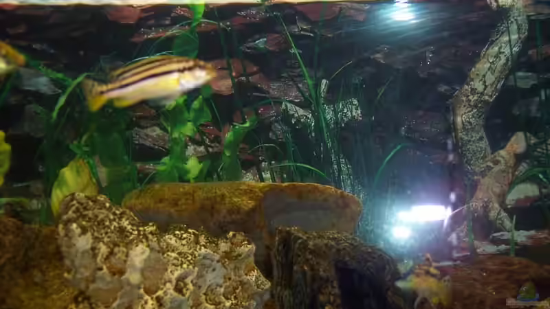 Besatz im Aquarium Becken 1878 von Thomas Schmitt (4)