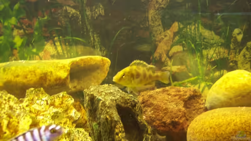 Besatz im Aquarium Becken 1878 von Thomas Schmitt (6)