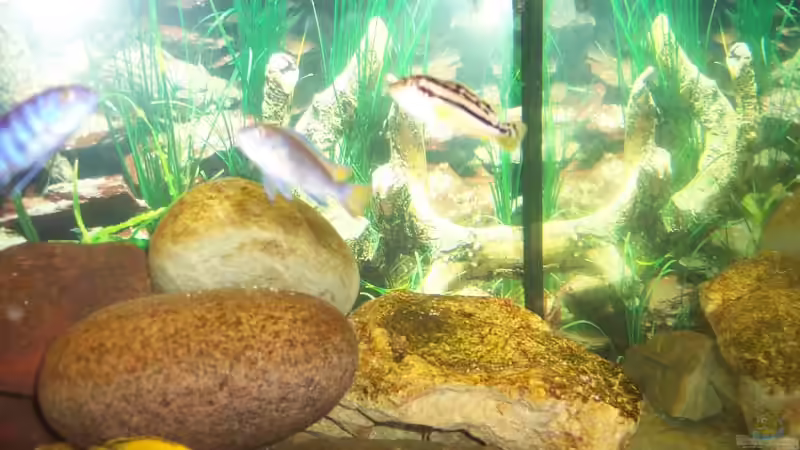 Besatz im Aquarium Becken 1878 von Thomas Schmitt (7)