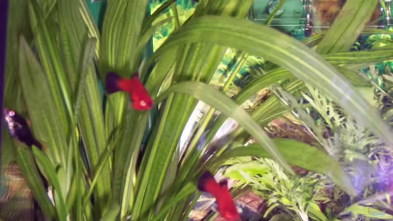 Besatz im Aquarium Becken 1880 von Bettina Vogel (5)