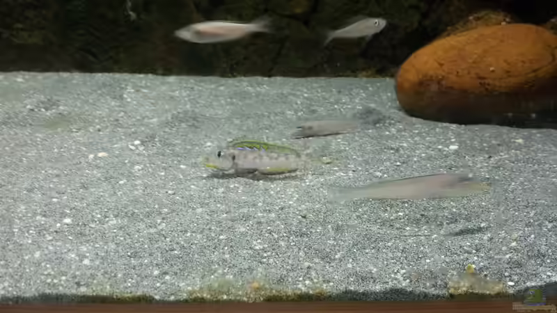 Besatz im Aquarium Becken 18802 von Mara_Rocks (14)