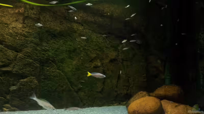 Besatz im Aquarium Becken 18802 von Mara_Rocks (15)