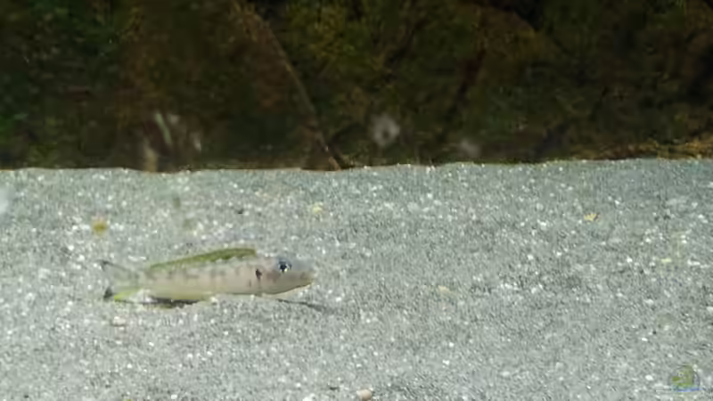 Besatz im Aquarium Becken 18802 von Mara_Rocks (16)