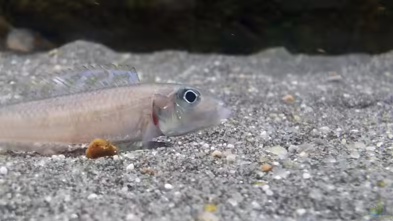 Besatz im Aquarium Becken 18802 von Mara_Rocks (17)