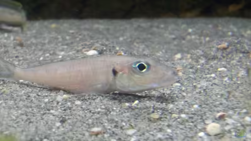 Besatz im Aquarium Becken 18802 von Mara_Rocks (18)