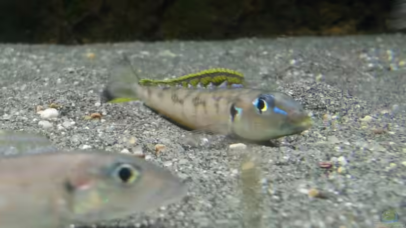 Besatz im Aquarium Becken 18802 von Mara_Rocks (20)