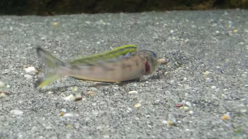 Besatz im Aquarium Becken 18802 von Mara_Rocks (21)