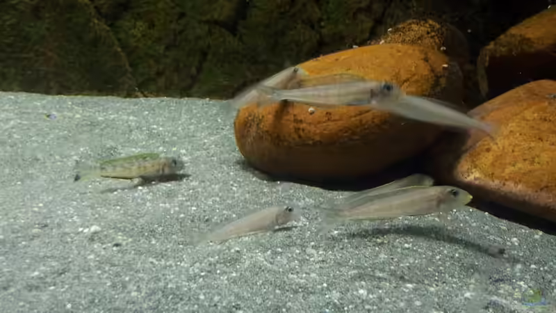 Besatz im Aquarium Becken 18802 von Mara_Rocks (22)