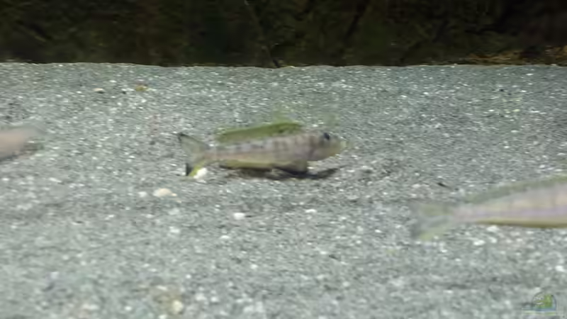 Besatz im Aquarium Becken 18802 von Mara_Rocks (23)