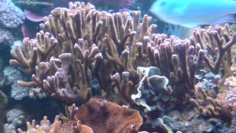 Besatz im Aquarium Becken 18803 von Sven Demand (3)