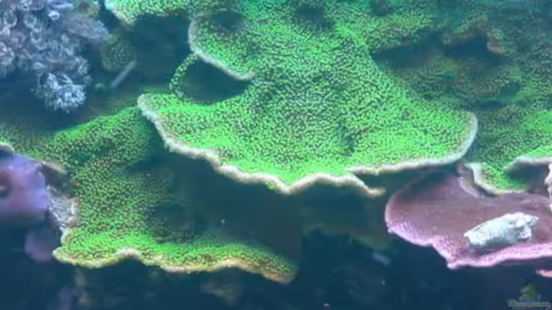 Besatz im Aquarium Becken 18803 von Sven Demand (4)