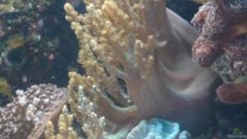 Besatz im Aquarium Becken 18803 von Sven Demand (6)