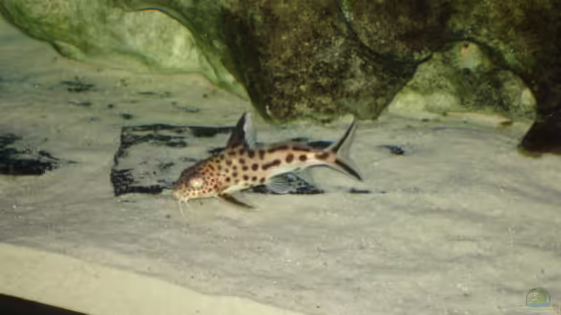 Besatz im Aquarium Becken 1888 von Andre Röttelbach (12)