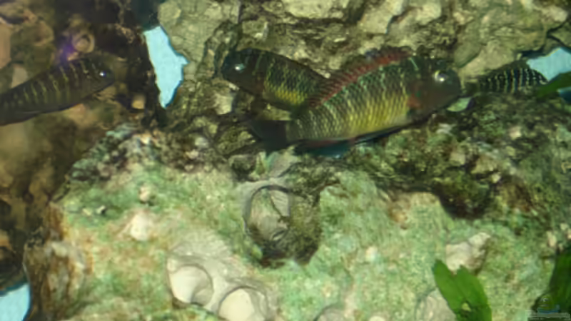 Besatz im Aquarium Becken 1888 von Andre Röttelbach (14)