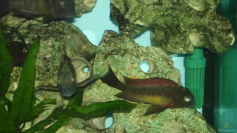 Besatz im Aquarium Becken 1888 von Andre Röttelbach (15)