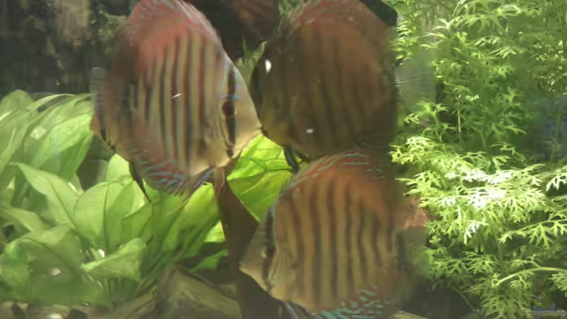 Besatz im Aquarium Becken 18921 von Solitary (19)