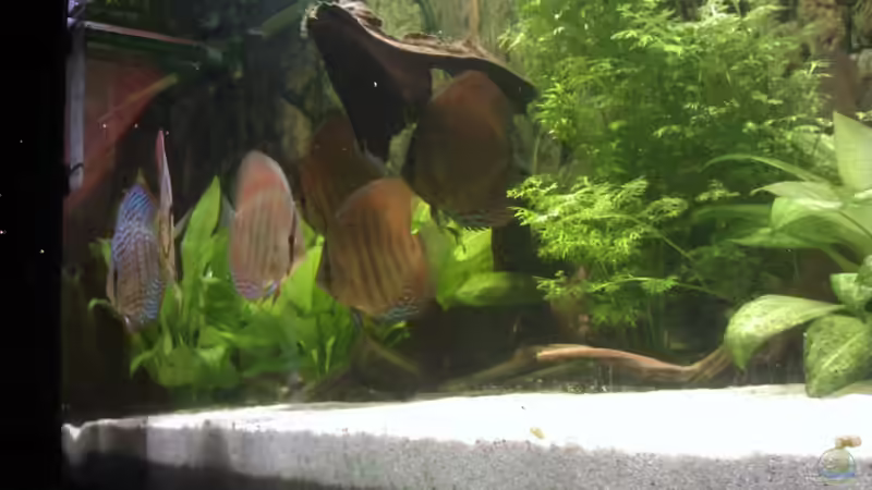 Besatz im Aquarium Becken 18921 von Solitary (21)