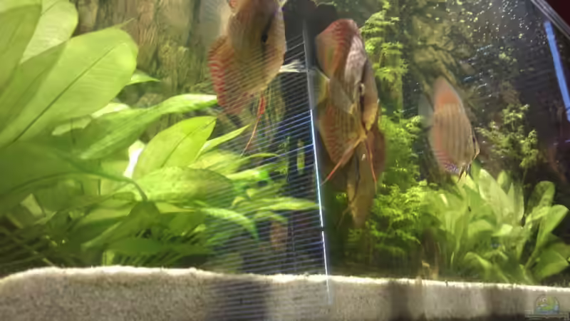 Besatz im Aquarium Becken 18921 von Solitary (22)