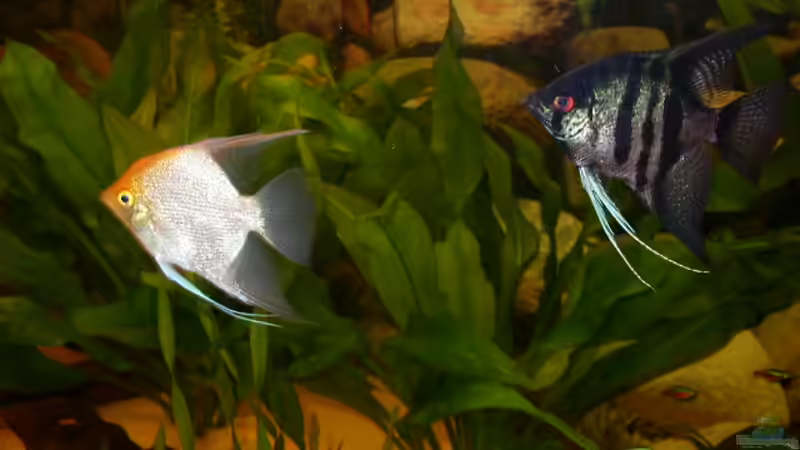 Besatz im Aquarium Becken 1893 von Detlef Zachert (6)