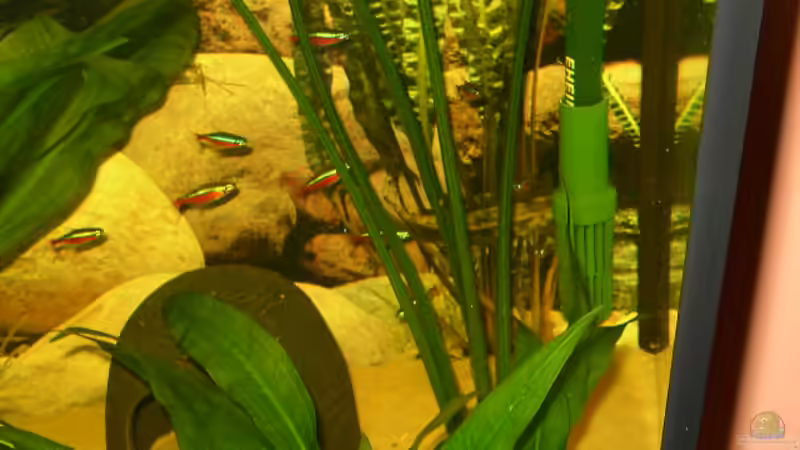 Besatz im Aquarium Becken 1893 von Detlef Zachert (7)