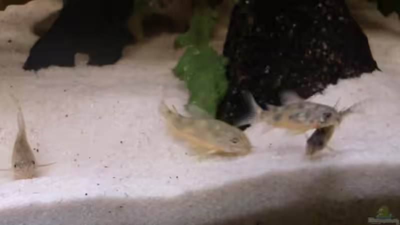 Besatz im Aquarium Becken 18939 von TropicThunder (6)