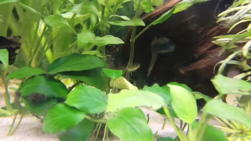 Besatz im Aquarium Becken 18939 von TropicThunder (7)