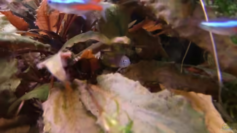 Besatz im Aquarium Becken 18939 von TropicThunder (8)