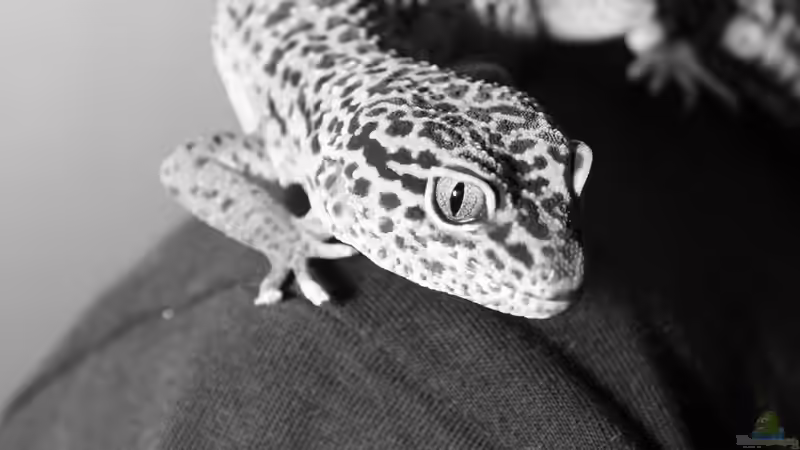 Besatz im Aquarium Becken 18981 von Marcel Stübs (7)