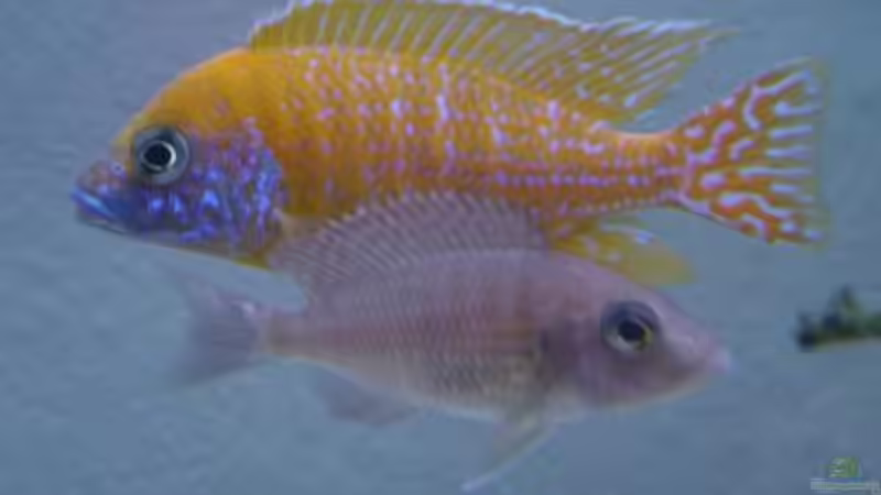 Besatz im Aquarium Becken 190 von Mario Matthes (4)