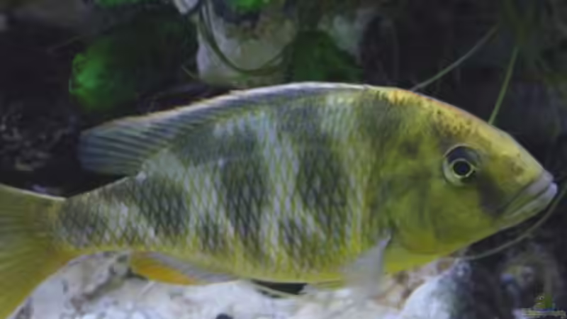 Besatz im Aquarium Becken 190 von Mario Matthes (7)