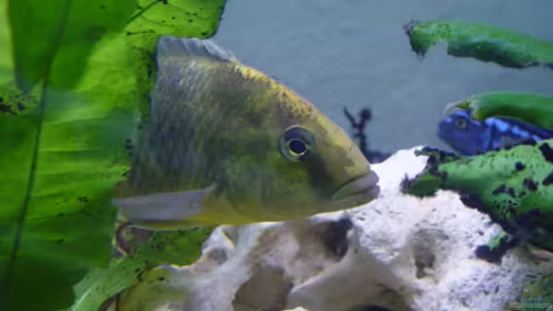 Besatz im Aquarium Becken 190 von Mario Matthes (8)