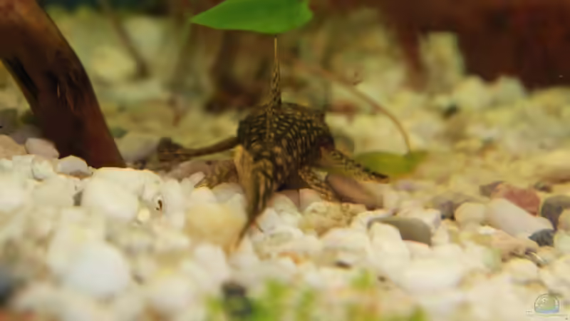 Besatz im Aquarium Becken 19010 von Stefan F. (22)