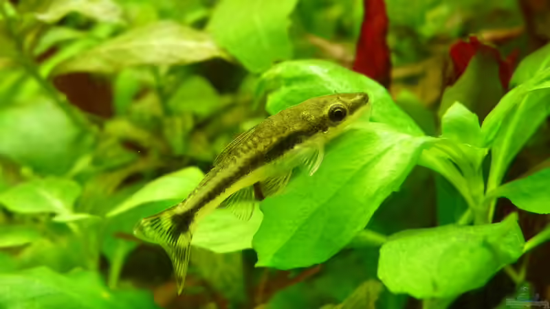 Besatz im Aquarium Becken 19061 von &lt;°))&gt;&lt; aliashardy &lt;°))&gt;&lt; (6)