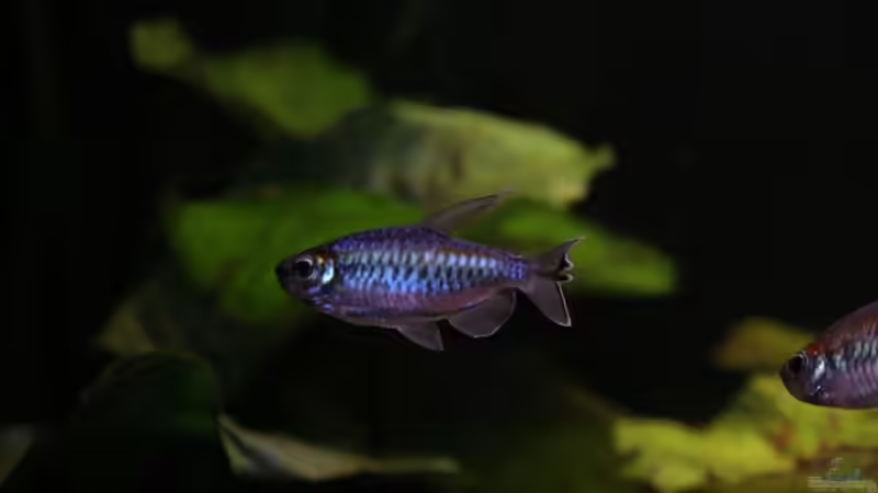 Besatz im Aquarium Becken 19155 von Morrey (10)