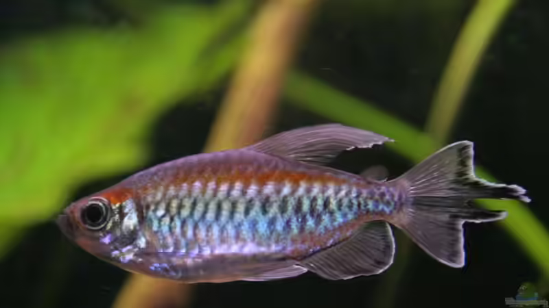 Besatz im Aquarium Becken 19155 von Morrey (11)